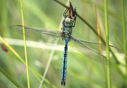 Anax imperator